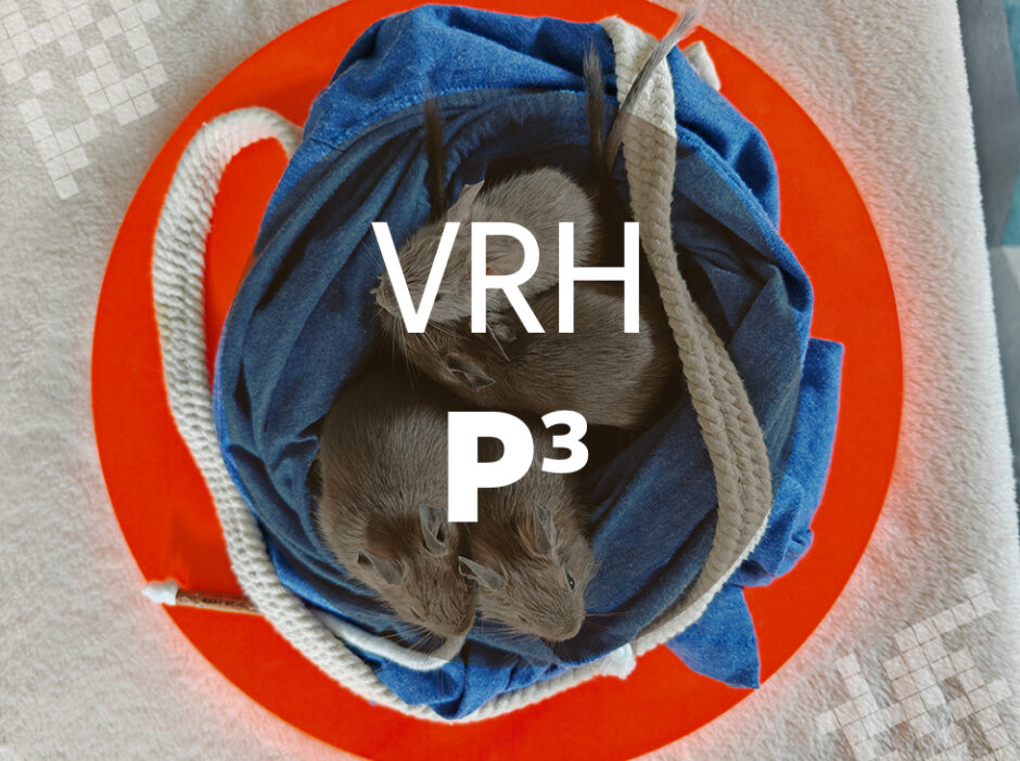 Vrh P3 - Osmák degu
